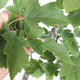 Outdoor bonsai-ozdobne Jabloň-Malus TRiFOLIATA - 2/2
