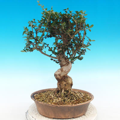 Kryte bonsai - Olea europaea sylvestris -Oliva european tiny - 2
