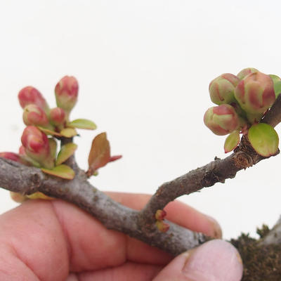 Outdoor bonsai - spec Chaenomeles. Rubra - Pigwa VB2020-190 - 2