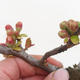 Outdoor bonsai - spec Chaenomeles. Rubra - Pigwa VB2020-190 - 2/3