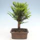 Outdoor bonsai - Taxus bacata - Cis czerwony - 2/3