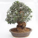 bonsai Room - Olea europaea sylvestris -Oliva Europejski drobnolistá - 2/6