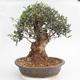 bonsai Room - Olea europaea sylvestris -Oliva Europejski drobnolistá - 2/6