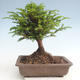 Outdoor bonsai - Taxus bacata - Cis czerwony - 2/3