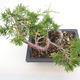 Outdoor bonsai - Juniperus chinensis Itoigawa-chiński jałowiec - 2/4