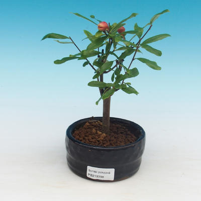 Pokój bonsai-Punica granatum nana-Granat - 2