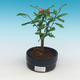 Pokój bonsai-Punica granatum nana-Granat - 2/4