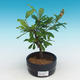 Pokój bonsai-Punica granatum nana-Granat - 2/4