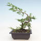 Outdoor bonsai - Juniperus chinensis Itoigawa-chiński jałowiec - 2/3