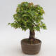 Outdoor bonsai - Buergerianum Maple - Burger Maple - 2/6