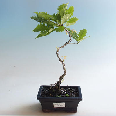Outdoor bonsai-Quercus robur-Dąb letni - 2