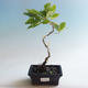Outdoor bonsai-Quercus robur-Dąb letni - 2/2