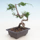 Outdoor bonsai - Juniperus chinensis Itoigawa-chiński jałowiec - 2/3