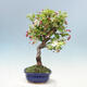 Outdoor bonsai -Malus Halliana - owocach jabłoni - 2/5