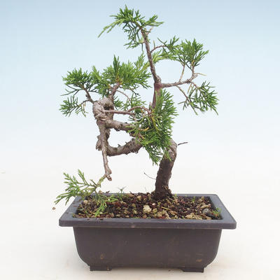 Outdoor bonsai - Juniperus chinensis Itoigawa-chiński jałowiec - 2