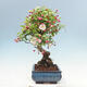 Outdoor bonsai -Malus Halliana - owocach jabłoni - 2/5