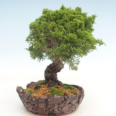 Outdoor bonsai - Juniperus chinensis Itoigawa-chiński jałowiec - 2