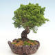 Outdoor bonsai - Juniperus chinensis Itoigawa-chiński jałowiec - 2/6
