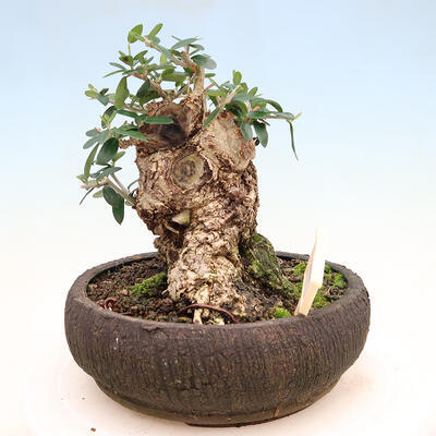 Bonsai do wnętrz - Olea europaea sylvestris - Oliwka europejska drobnolistna - 2