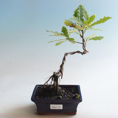 Outdoor bonsai-Quercus robur-Dąb letni - 2
