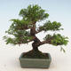 Outdoor bonsai - Juniperus chinensis Itoigawa-chiński jałowiec - 2/5