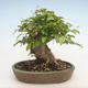 Outdoor bonsai -Carpinus CARPINOIDES - Koreański Grab - 2/3
