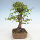 Outdoor bonsai -Carpinus CARPINOIDES - Koreański Grab - 2/5