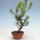 Outdoor bonsai - Pinus Sylvestris - sosna zwyczajna - 2/2