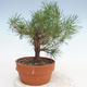 Outdoor bonsai - Pinus Sylvestris - sosna zwyczajna - 2/3
