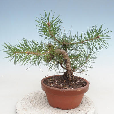 Outdoor bonsai - Pinus Sylvestris - sosna zwyczajna - 2