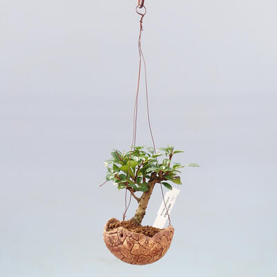 Kokedama w ceramice - Carmona macrophylla - Herbata Fuki - 2