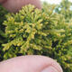 Outdoor bonsai - Cyprys grochowy - Chamacyparys pisifera TSUKUMO - 2/2