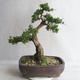 Outdoor bonsai - Juniperus chinensis - chiński jałowiec - 2/5