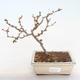 Outdoor bonsai - Chaneomeles japonica - Pigwa japońska - 2/3
