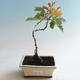 Outdoor bonsai-Quercus robur-Dąb letni - 2/2