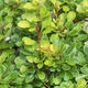 Bonsai outdoor - Berberis thunbergii Kobold - Berberys - 2/2