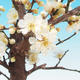 Outdoor bonsai - japońska morela - Prunus Mume - 2/2