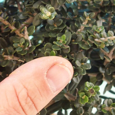 Kryty bonsai - Olea europaea sylvestris -Oliva Europejski mały liść PB2192034 - 2