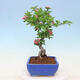Ceramiczna miska bonsai 11 x 13 x 8 cm, kolor niebieski - 2/3