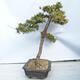 Outdoor bonsai -Larix decidua - Modrzew liściasty - 2/5