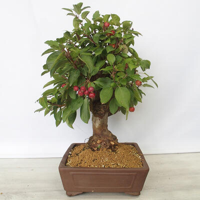 Outdoor bonsai -Malus Halliana - owocach jabłoni - 2