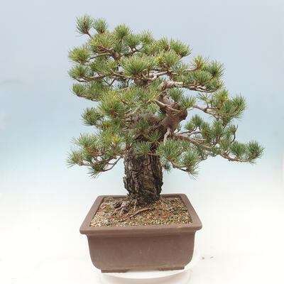 Bonsai ogrodowe - Pinus parviflora - sosna drobnokwiatowa - 2