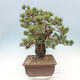 Bonsai ogrodowe - Pinus parviflora - sosna drobnokwiatowa - 2/5
