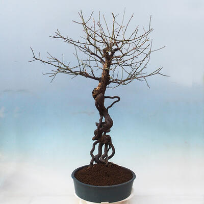 Outdoor bonsai - morela japońska - Prunus Mume - 2