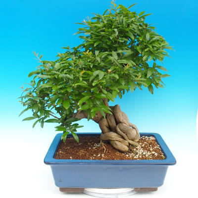 Pokój bonsai-granat PUNICA-granat - 2