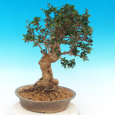 Kryte bonsai - Olea europaea sylvestris -Oliva european tiny - 2