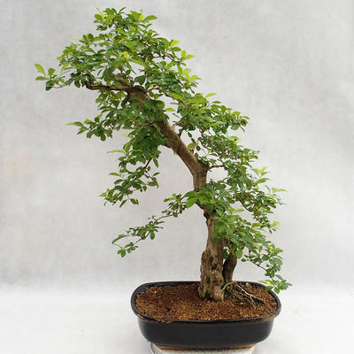 Kryty bonsai - Duranta erecta Aurea PB2191211 - 2