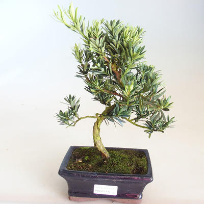 Kryty bonsai - Podocarpus - Cis kamienny PB2201175 - 2