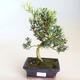 Kryty bonsai - Podocarpus - Cis kamienny PB2201175 - 2/2