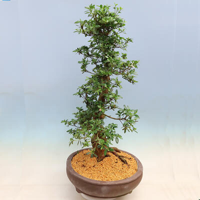 Outdoorowe bonsai - azalia japońska SATSUKI- Azalea SHUSHUI - 2
